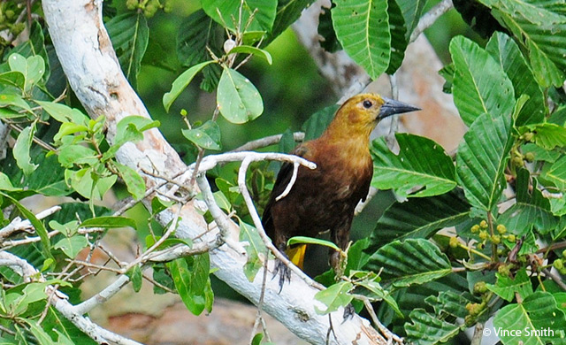 russet-backed Oropendola