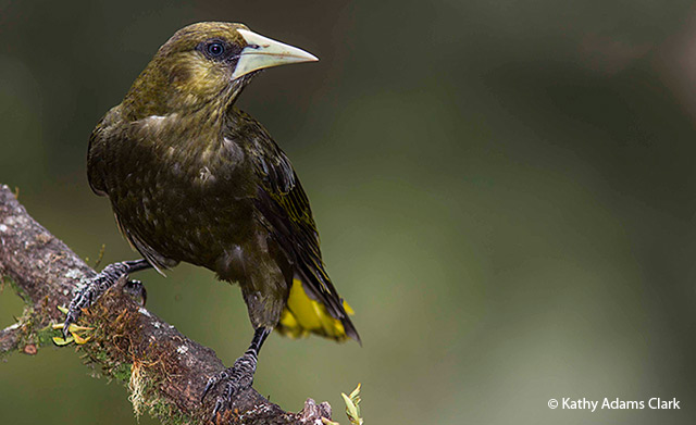 dusky-green oropendola