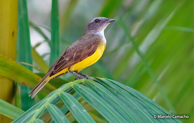 Sulphury-flycatcher
