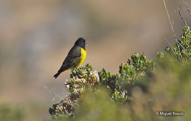 Yellow-rumped-siskin
