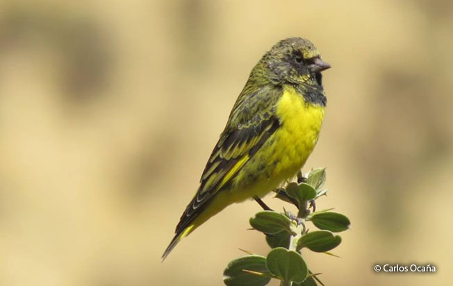 Yellow-rumped-siskin