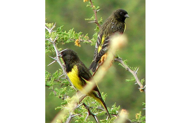 Yellow-rumped-siskin