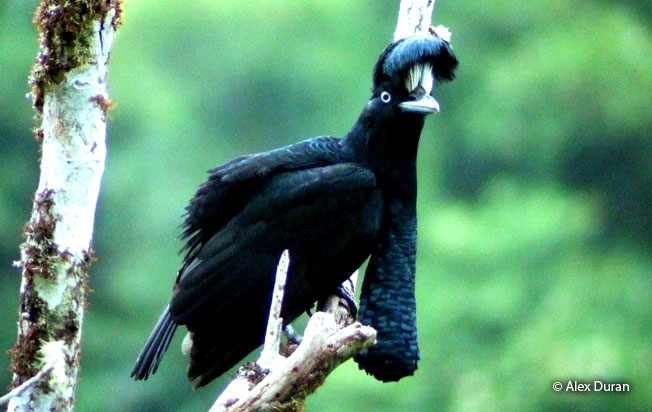 amazonian-umbrellabird