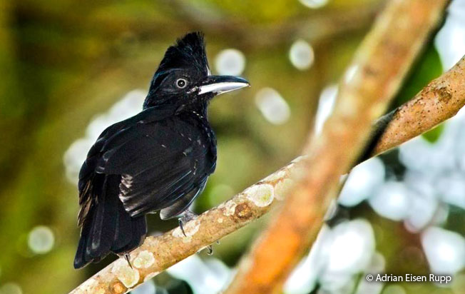 amazonian-umbrellabird