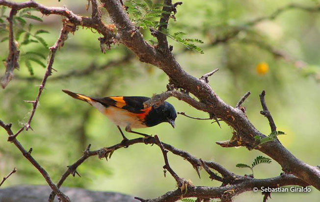 american-redstart