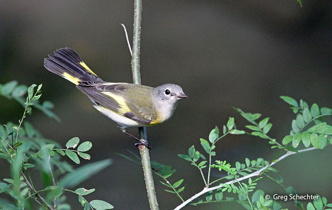 american-redstart