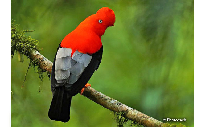 andean-cock-of-the-rock