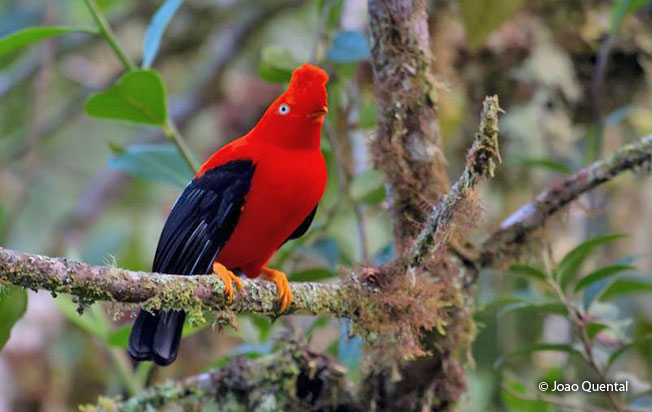 andean-cock-of-the-rock
