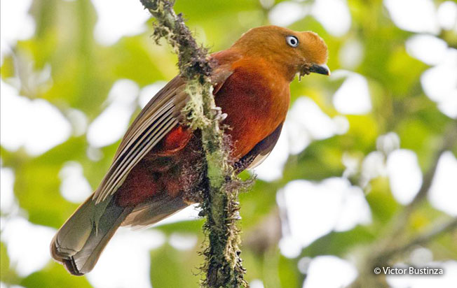 andean-cock-of-the-rock