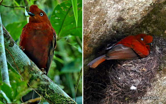 andean-cock-of-the-rock