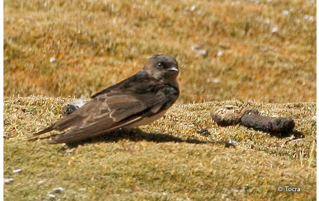 andean_swallow