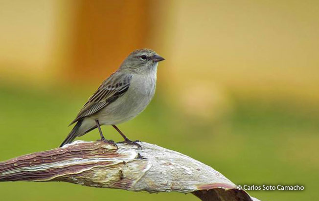 ash-breasted_sierra-finch