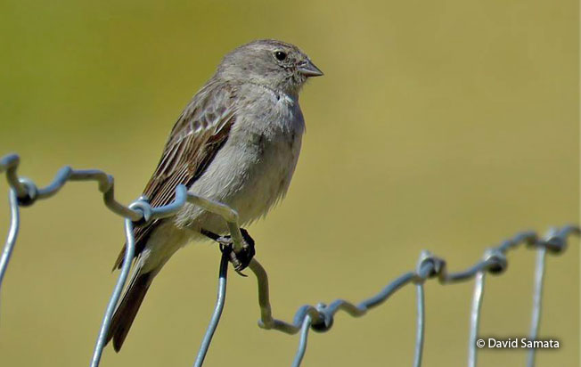 ash-breasted_sierra-finch