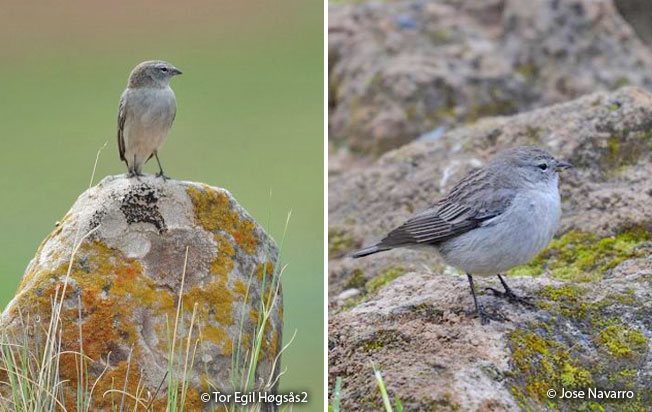 ash-breasted_sierra-finch