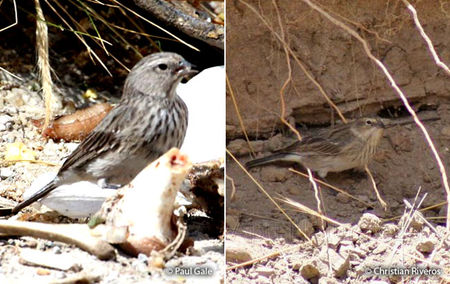 ash-breasted_sierra-finch