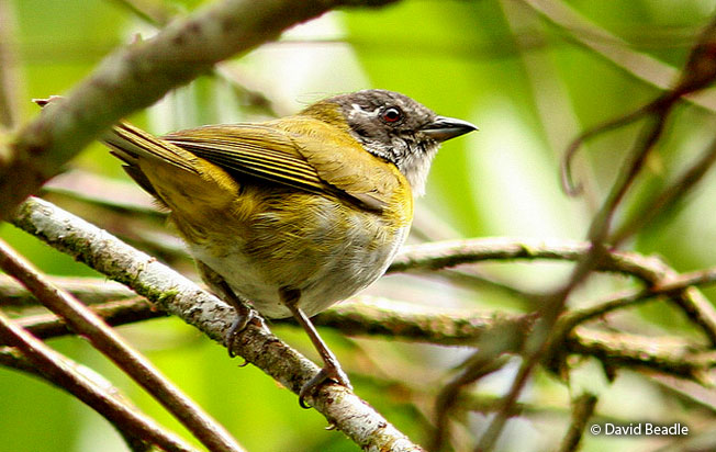 ashy-throated_chlorospingus
