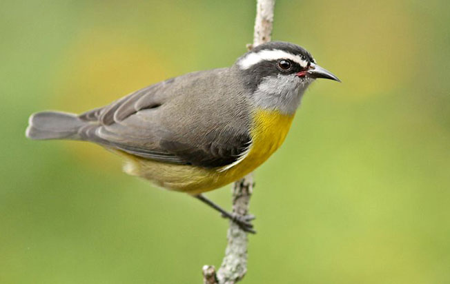 bananaquit
