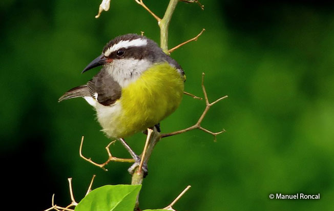 bananaquit