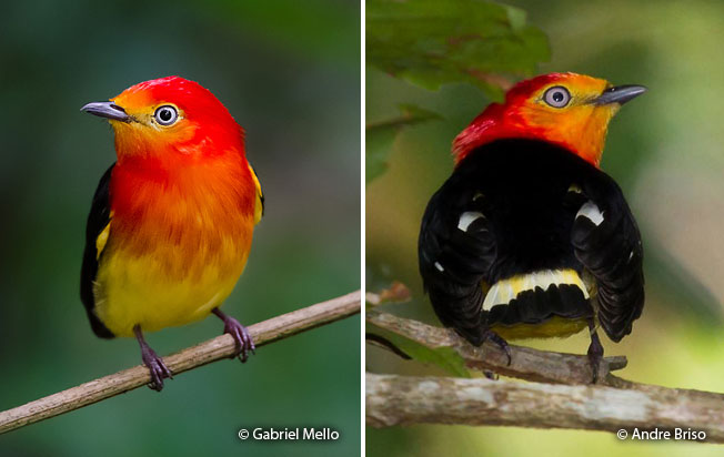 band-tailed_manakin