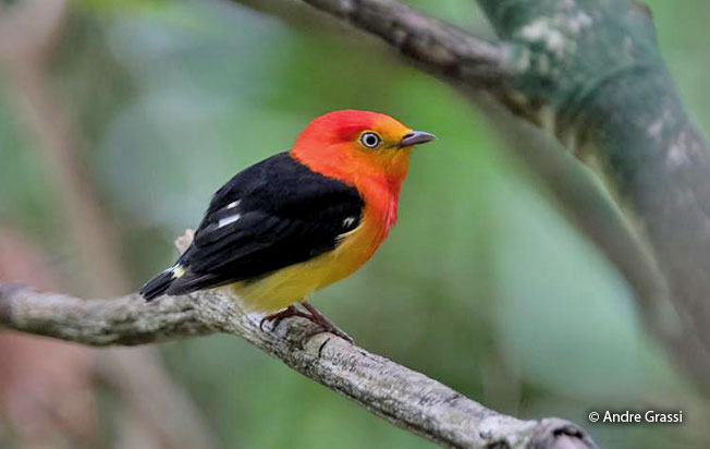 band-tailed_manakin