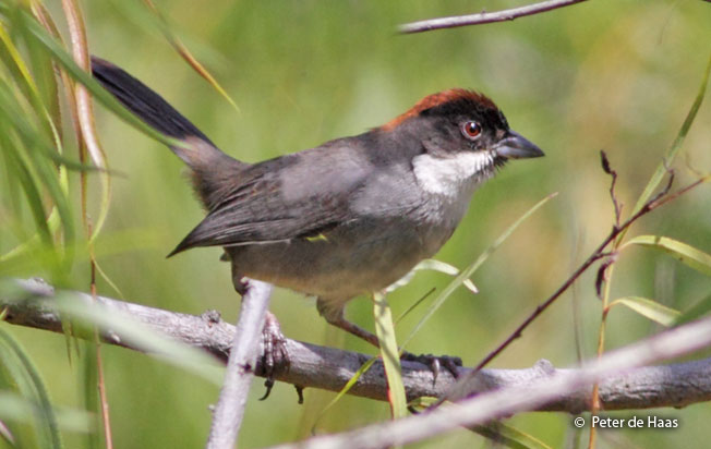 bay-crowned-brush-finch