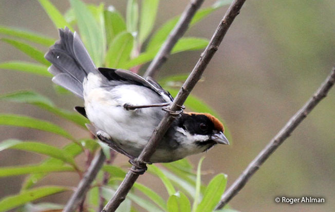 bay-crowned-brush-finch