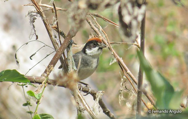 bay-crowned-brush-finch