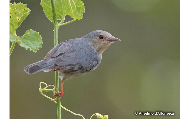 bicolored_conebill
