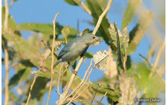 bicolored_conebill