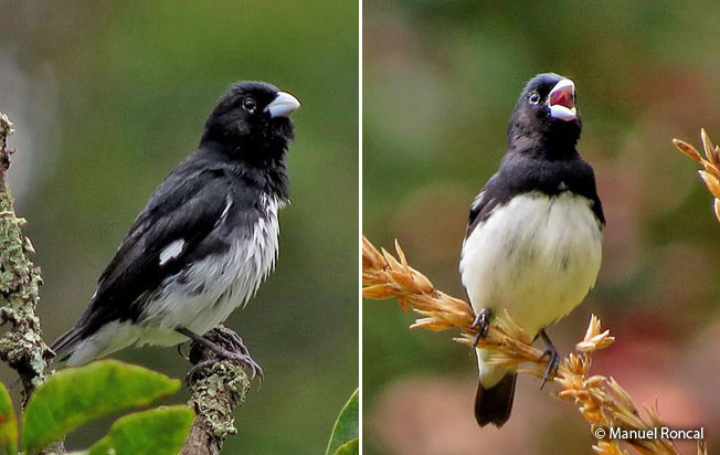 black-and-white-seedeater