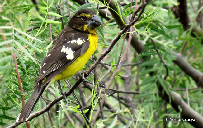 black-backed_grosbeak