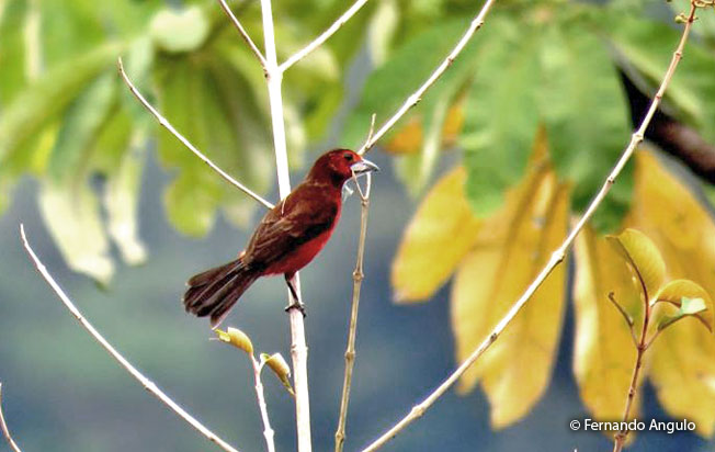 black-bellied_tanager