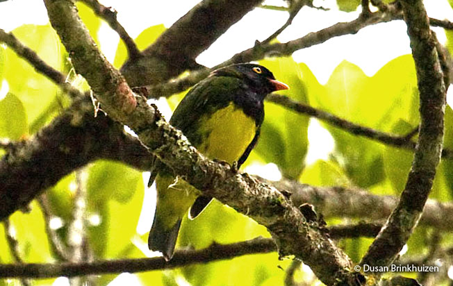 black-chested_fruiteater