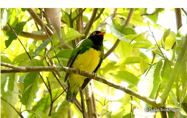 black-chested_fruiteater