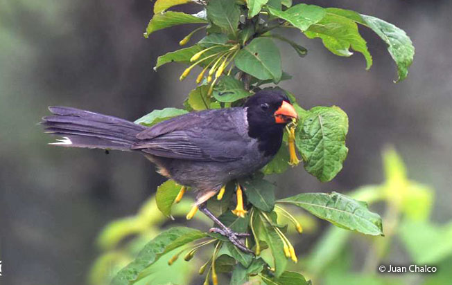 black-cowled-saltator