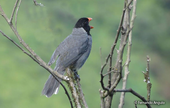 black-cowled-saltator
