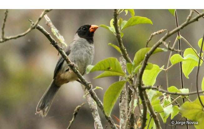 black-cowled-saltator