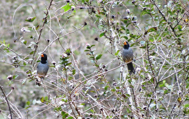 black-cowled-saltator