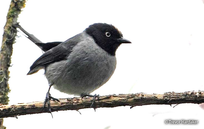black-headed_hemispingus