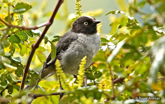 black-headed_hemispingus