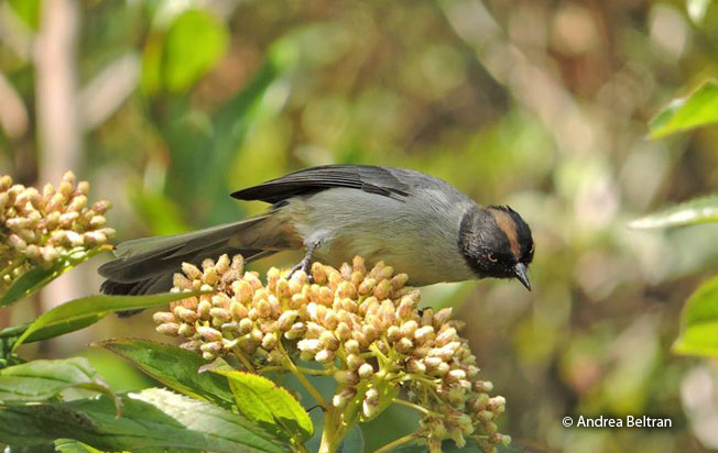 black-headed_hemispingus