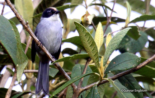 black-headed_hemispingus