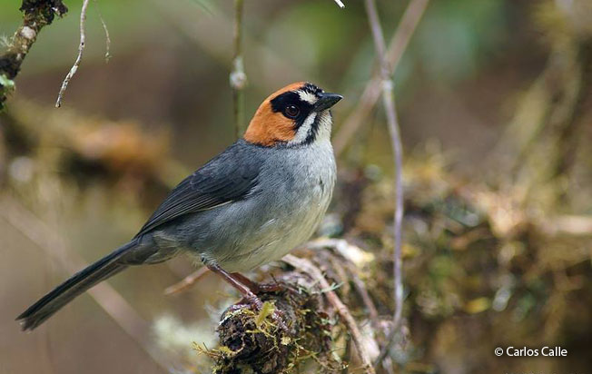 black-spectacled_brush-finch
