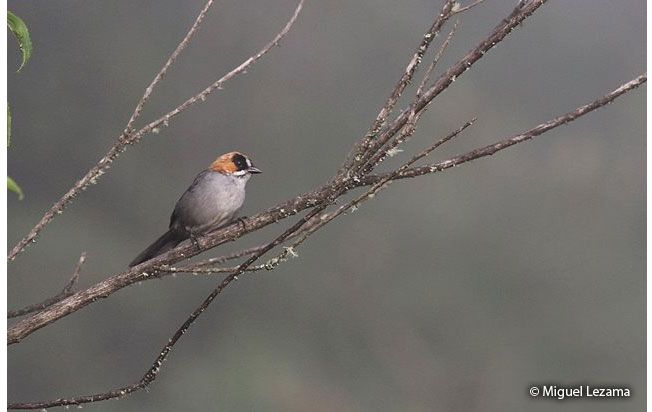 black-spectacled_brush-finch