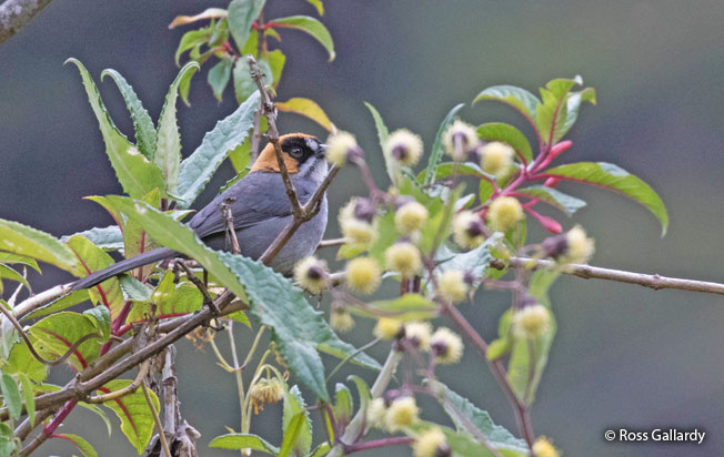 black-spectacled_brush-finch