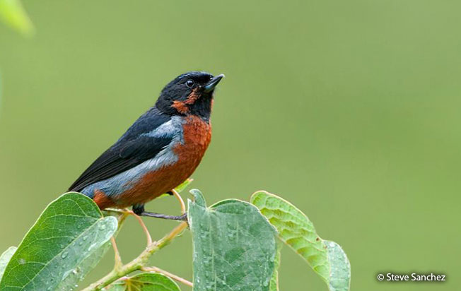 black-throated_flowerpiercer