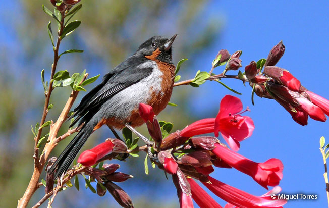 black-throated_flowerpiercer
