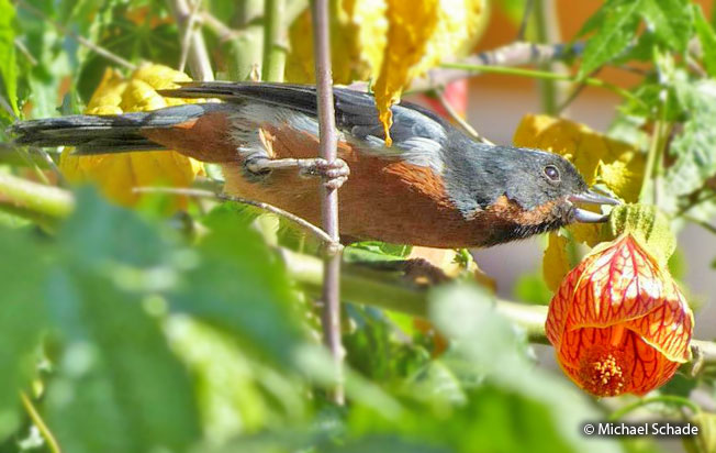 black-throated_flowerpiercer