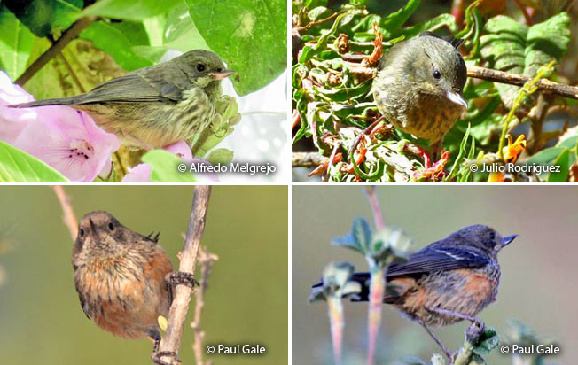 black-throated_flowerpiercer
