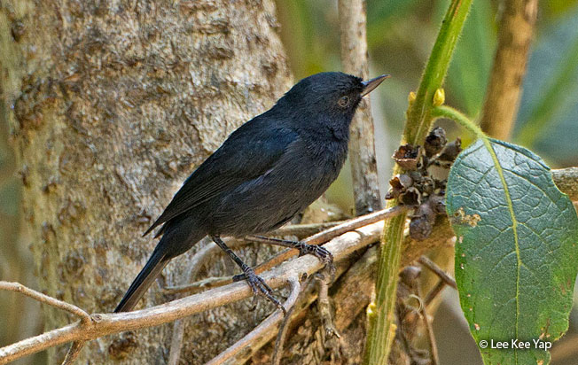 black_flowerpiercer